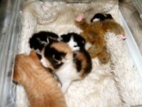 Nest kittens